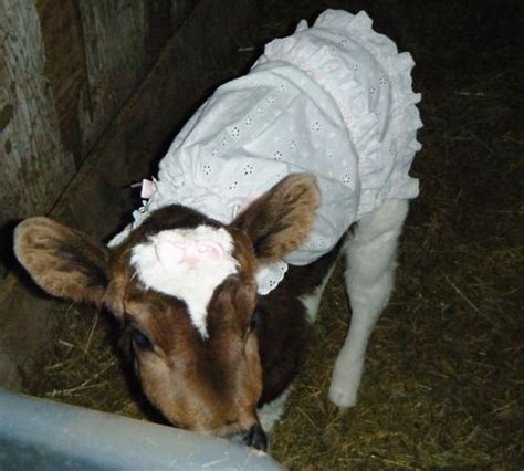 Baby cow | Animals friends, Farmers daughter, Animals