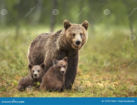 Female Eurasian Brown Bear and Her Cubs in Boreal Forest Stock Photo - Image of funny, mammal ...