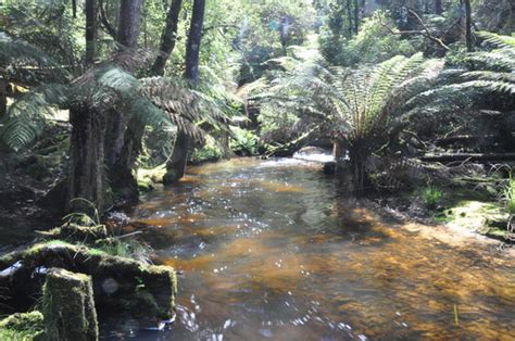 2022 O Que Fazer Em Mount Field National Park Os 10 Melhores Pontos Turísticos Tripadvisor