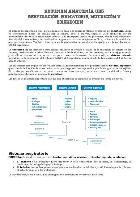 Respiración hematosis nutrición y excreción Denise Sanchez uDocz