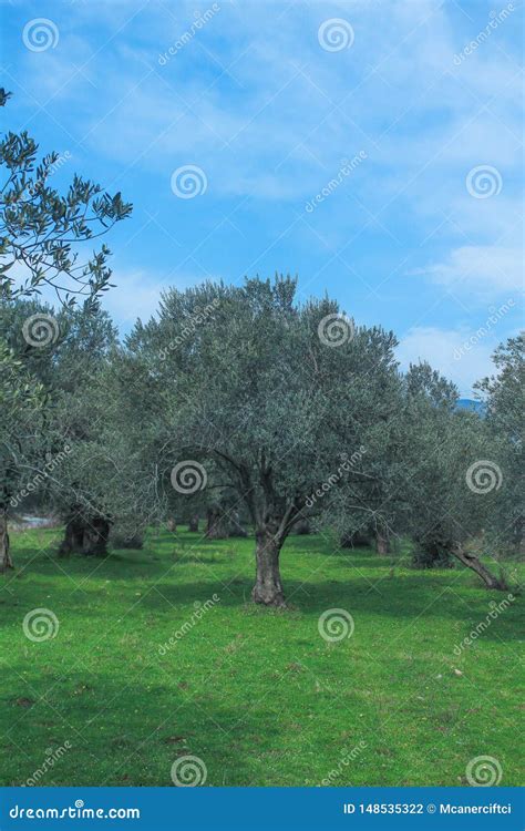 Field Of Olive Tree Green Grass With Blue Sky Stock Photo Image Of