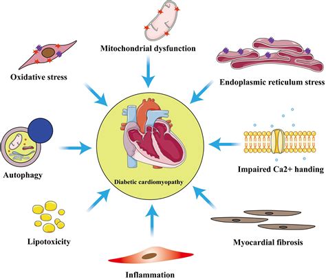 Frontiers Mitophagy In Diabetic Cardiomyopathy Roles And Mechanisms