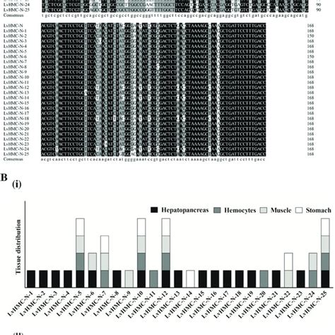 Sequence Diversity Of L Vannamei Hemocyanin N Terminal Variants A