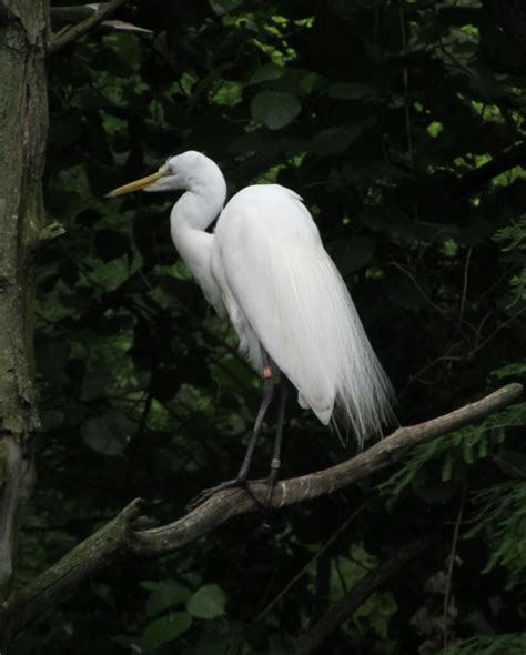 White Snowy Egret Free Stock Photo Public Domain Pictures