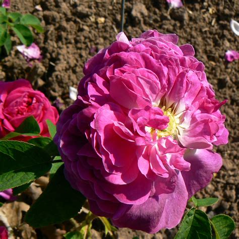 Kean – Karin Schade – Stauden und Rosen