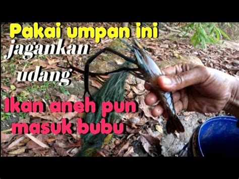 Umpan Jitu Bubu Udang Cara Pasang Bubu Udang Galah Di Aliran Sungai