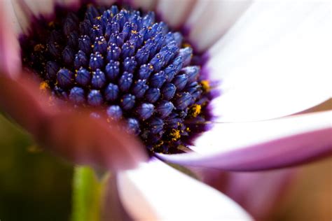 Bornholm Marguerite Flower White Blue Free Photos On Creazilla