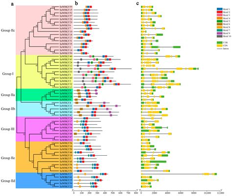 Genome Wide Identification And Expression Analysis Of Wrky