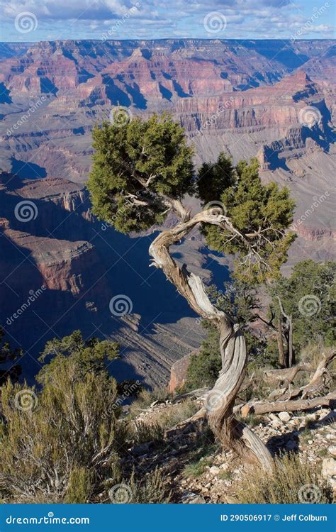 Old Twisted Juniper Trees Juniperus Communis L Cupressaceae At