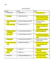 Hormone Mix And Match Docx Name Hormone Mix And Match Target Cells A