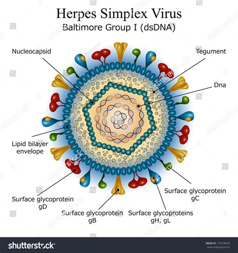 Diagram Herpes Simplex Virus Particle Structure Stock Vector