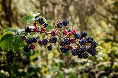 50000 Free Blackberry Fruit And Blackberry Images Pixabay