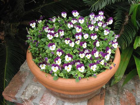 Online Plant Guide Viola Tricolor Johnny Jump Up