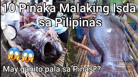 10 Biggest Native Fish In The Philippines Pinaka Malaking Isda Nahuli