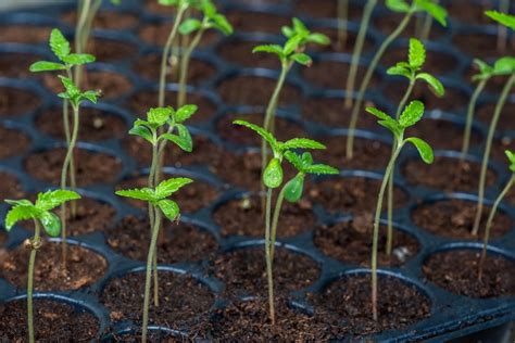 Stretching In Cannabis Seedlings How To Avoid And Fix Leggy Seedlings