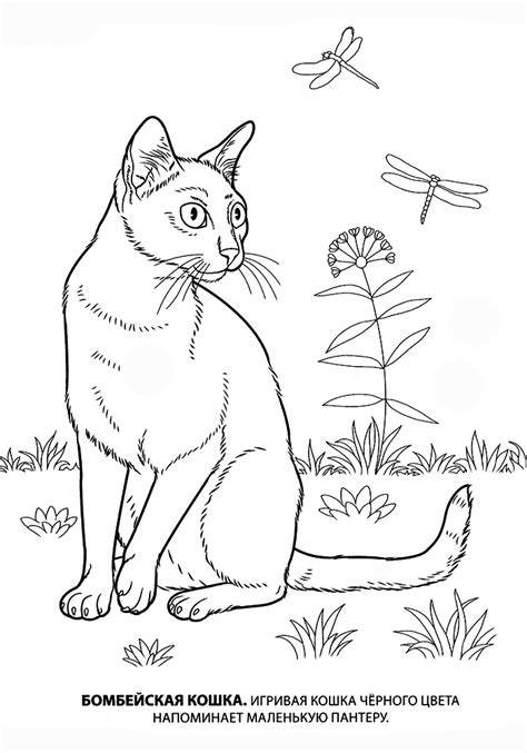 Раскраска черная кошка