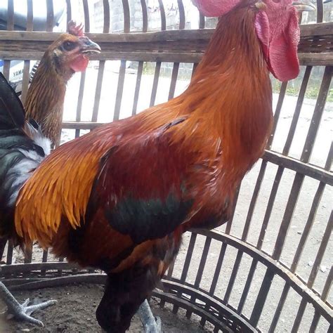 Cara Merawat Ayam Pelung Biar Suaranya Merdu Berbagai Suara