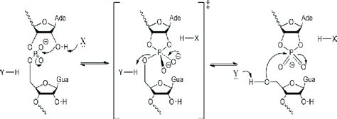 Mechanism of general acid/base-catalyzed RNA phosphodiester cleavage ...