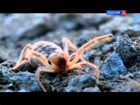 Ширванский национальный парк - YouTube