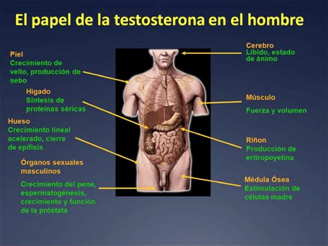 La Importancia De La Testosterona En El Hombre Centro Masculino