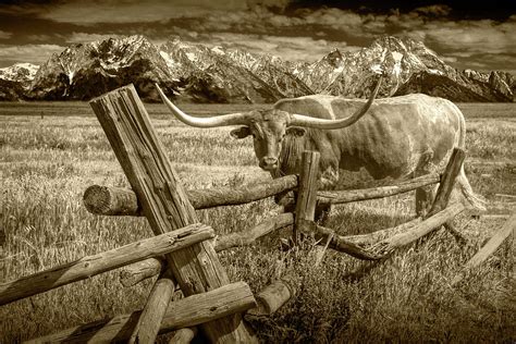 Sepia Tone Of Longhorn Steer In A Pasture By A Wood Log Fence Photograph By Randall Nyhof Fine