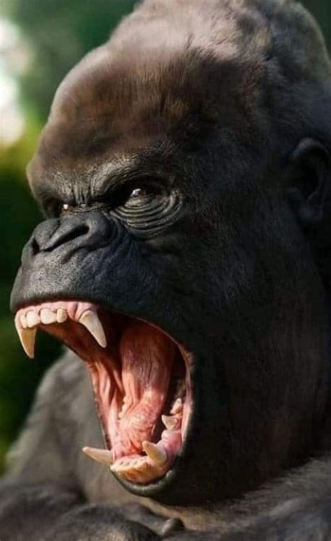 A Close Up Of A Gorilla With Its Mouth Open