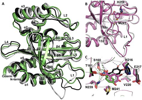 DoubleMut IBD Homology Model And Crystal Structure A Monomer Of