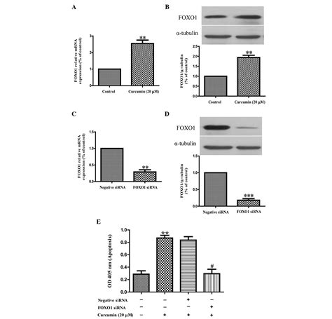 Curcumin Induces Apoptosis In Pancreatic Cancer Cells Through The