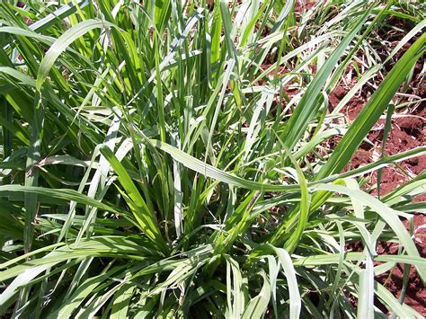 Napier Grass Diseases And Pests Description Uses Propagation