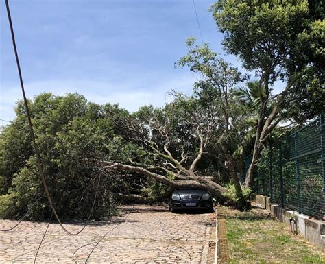 Árvore cai em cima de carro e derruba poste na Zona Sul de Natal Rio