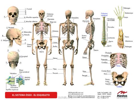 Hacia El Maestro Web 2 0 SISTEMA OSEO DEL CUERPO HUMANO