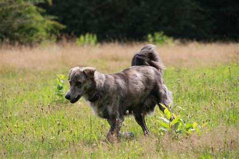 Romanian Shepherd Dog From - Free photo on Pixabay - Pixabay