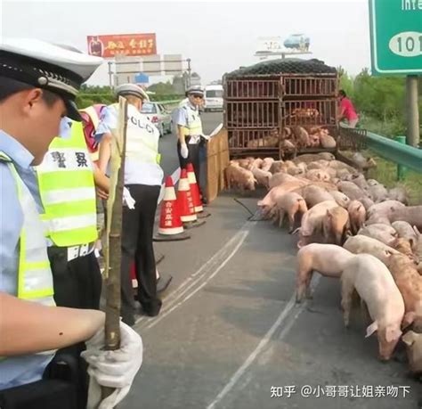 运猪车被扣留，车里的猪被活活晒死，男子暴怒起诉执法人员后获赔 知乎