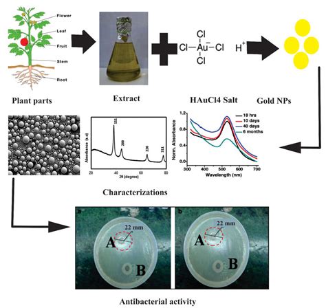 Coatings Free Full Text Green Synthesis Of Metal And Metal Oxide