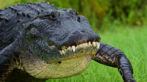 Florida Alligator Found With Human Torso In Its Mouth