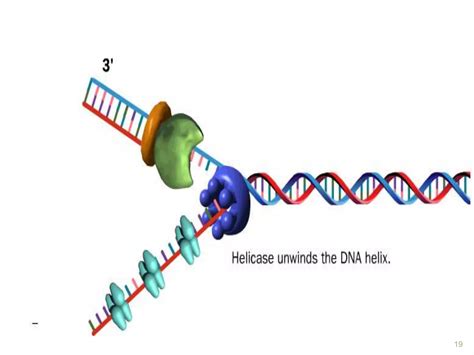 Dna Replication In Prokaryotes Ppt