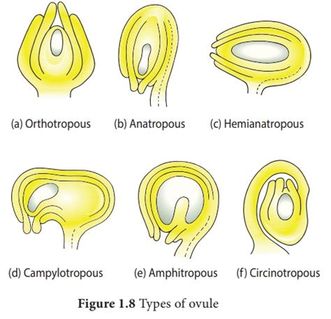 Ovule Definition Types Components And Function