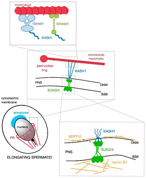 The Role of the LINC Complex in Sperm Development and Function