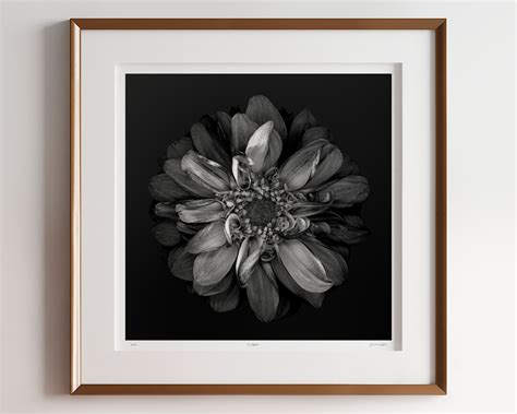 24x24 Dahlia Flower Original Fine Art Print Signed Black And White Art