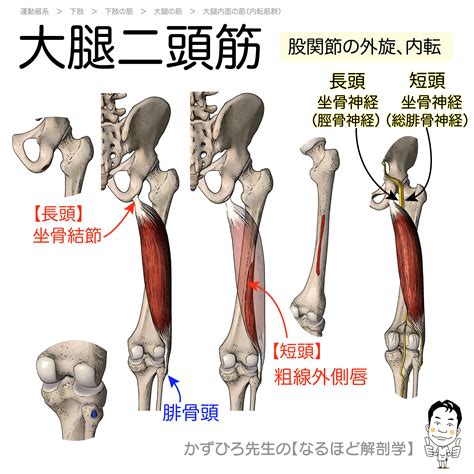 大腿二頭筋の起始・停止・支配神経（biceps Femoris）暗記用画像付き 徹底的解剖学