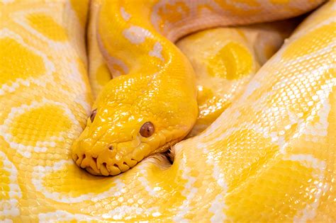 Dream About Orange Snake Meaning And Interpretation