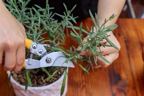 How To Propagate Lavender From Cuttings Step By Step With Photos My