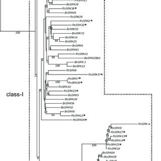 Phylogenetic Tree Constructed From Srk Sequences Of Brassica Rapa B