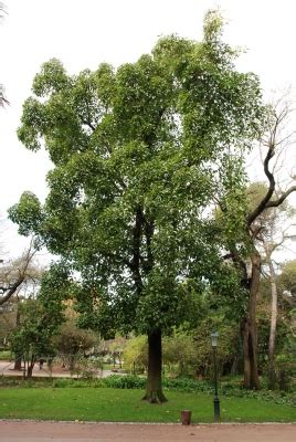 Ficus Altissima Useful Tropical Plants