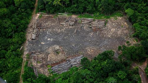 Condenan A Un Ganadero Brasileño Por Deforestar El Amazonas Con Una Multa De 50 Millones De