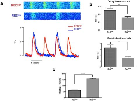 A Representative Spontaneous Calcium Transients Recorded From Redhigh Download Scientific