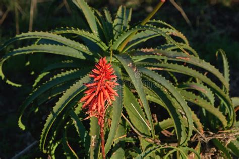 Aloe Arborescens Red Flower Stock Photo Image Of Environment Flora