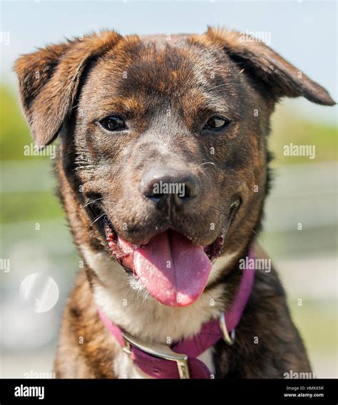 Mutt Hi Res Stock Photography And Images Alamy