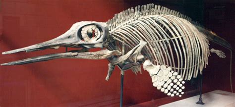 Ophthalmosaurus | Fossil Wiki | Fandom