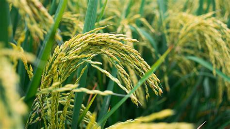 Rice Malt Paddy Field Agriculture Triticale Plant Use Hd